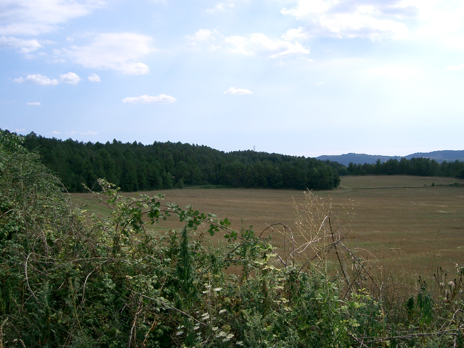 Camps i bosc al fons