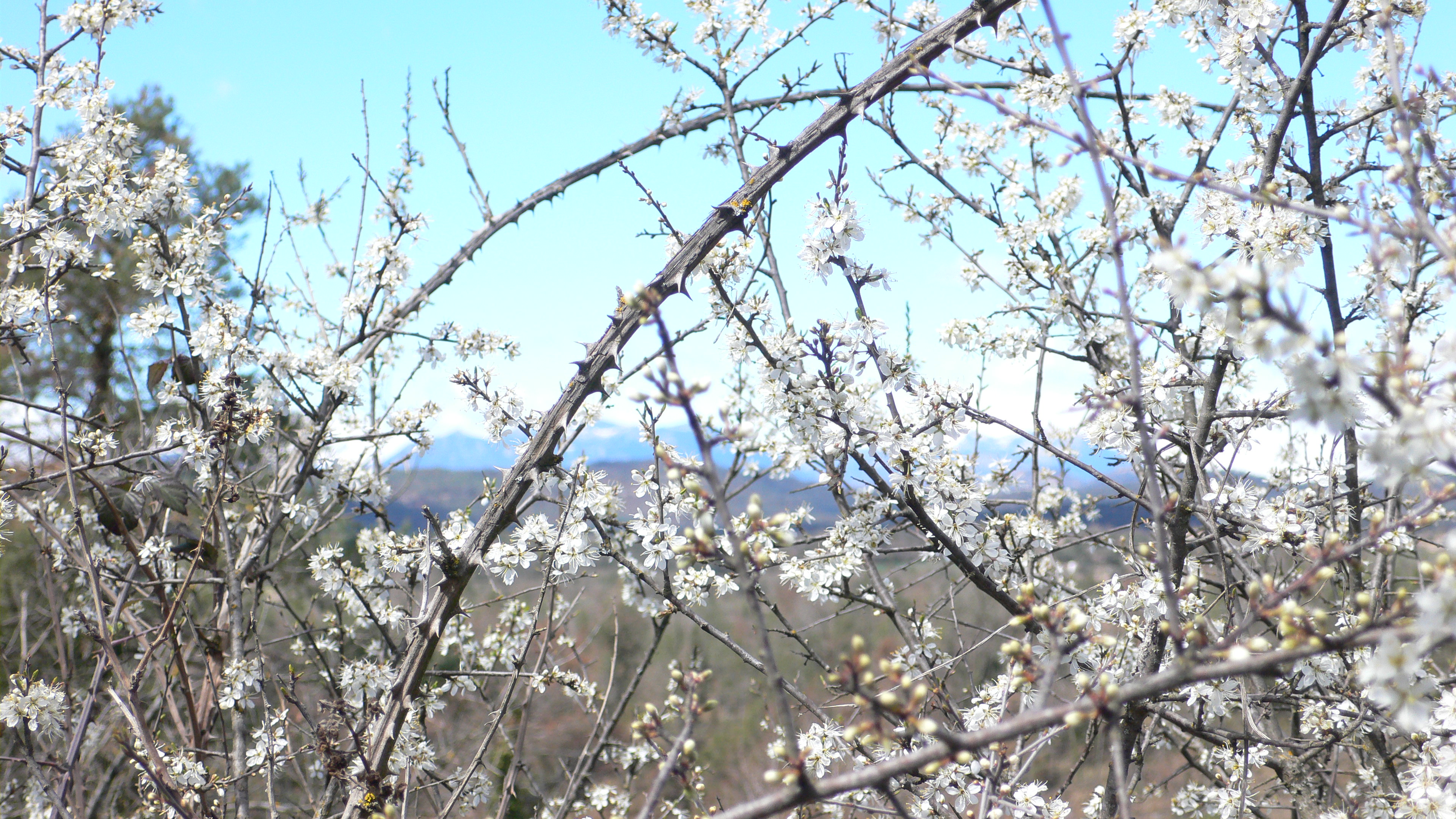 Flors d'arç i esbarzers